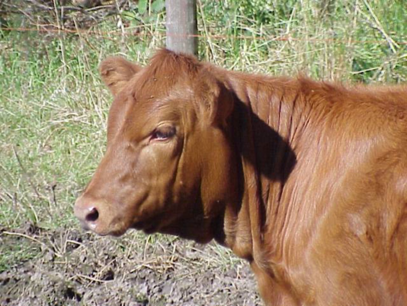 Red Angus Heifer